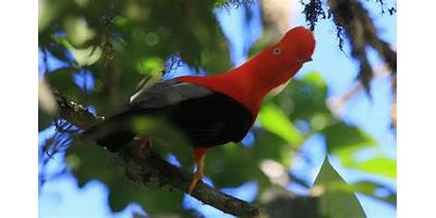 GALLITO DE LAS ROCAS