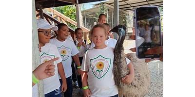 LOS GIRASOLES DE SANTA ROSA