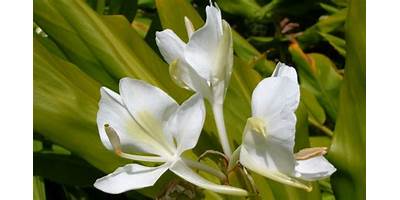 MIS BLANCAS MARIPOSAS