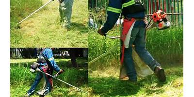 PROFR. FELIPE BORJAS GRIMALDO