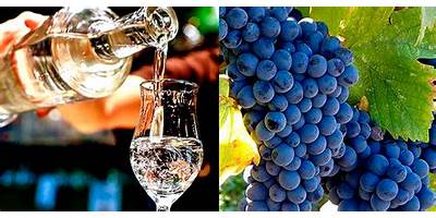 EL MOLINITO DEL SABER