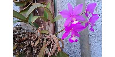 LAS ORQUIDEAS DE IPNA