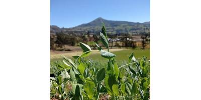 LOS NIÑOS DE PAY PAY