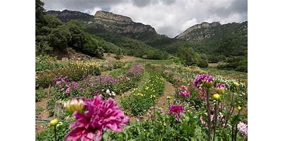 CAMPOS EN FLOR