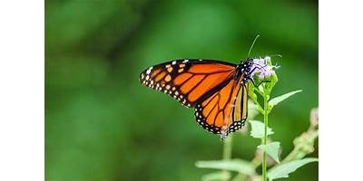 MARIPOSA AZUL