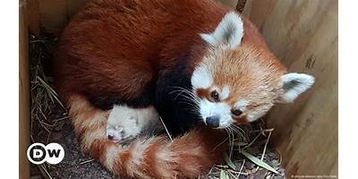 RED PANDA